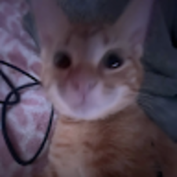 averymichaela64
